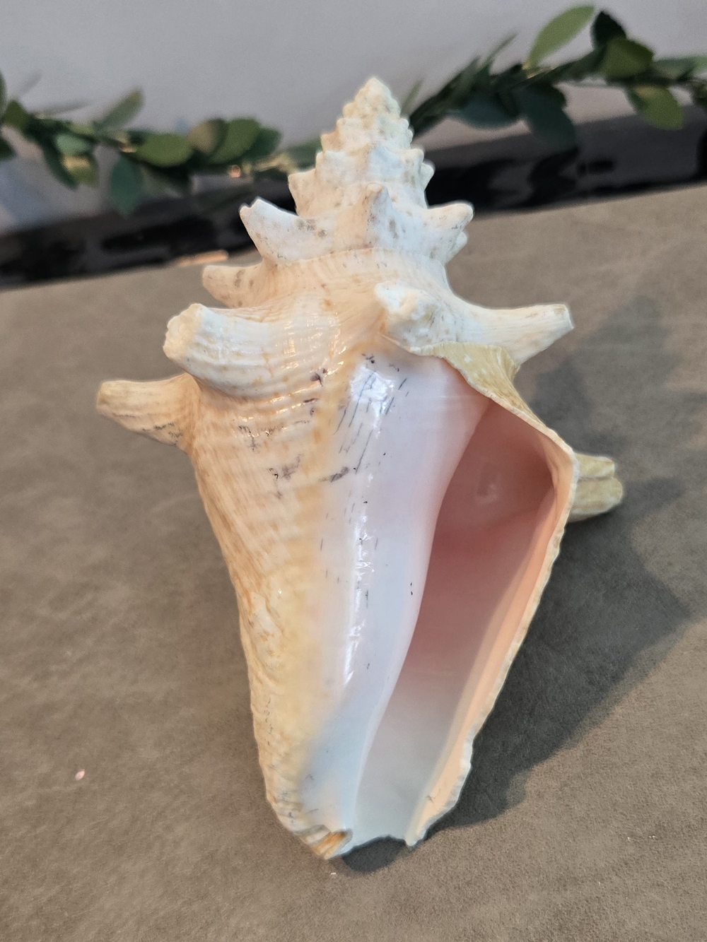 🐚 Large Rooster Tail Conch Shell | Spiny | Pink Interior | 5 in
